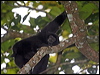 Click here to enter gallery and see photos/pictures/images of Siamang