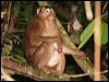 pig_tailed_macaque_50041