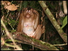 pig_tailed_macaque_50042