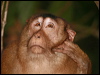 Click here to enter gallery and see photos/pictures/images of Southern Pig-tailed Macaque