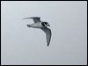 Click here to enter gallery and see photos of Blue Petrel