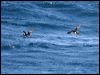 Click here to enter gallery and see photos of Fluttering Shearwater