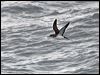 Click here to enter gallery and see photos of Manx Shearwater