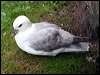 Click here to enter gallery and see photos of Northern Fulmar