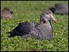 Click here to enter gallery and see photos of Northern Giant Petrel