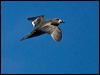 Click here to enter gallery and see photos of Providence Petrel