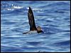 Click here to enter gallery and see photos of Tahiti Petrel