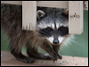 Click here to enter gallery and see photos of: Raccoons, Coatis
