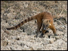 Click here to enter gallery and see photos/pictures/images of South American Coati