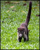 Click here to enter gallery and see photos/pictures/images of White-nosed Coati