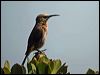 Click here to enter gallery and see photos/pictures/images of Cape Sugarbird