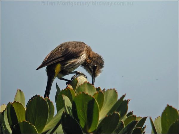 Cape Sugarbird cape_sugarbird_04380.psd