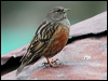 Click here to enter gallery and see photos/pictures/images of Alpine Accentor