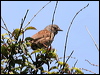 Click here to enter gallery and see photos/pictures/images of Dunnock (Hedge Accentor)
