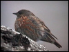Click here to enter gallery and see photos/pictures/images of Altai (Rufous-streaked) Accentor