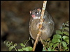 Click here to enter gallery and see photos/pictures/images of Green Ringtail Possum