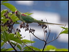 Click here to enter gallery and see photos of gallery and see photos of Alexandrine Parakeet