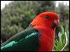 Click here to enter gallery and see photos of Australian King Parrot