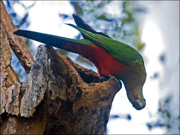 Australian King Parrot king_parrot_141856.psd