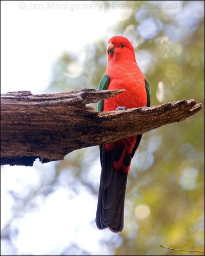 Australian King Parrot king_parrot_141865.psd