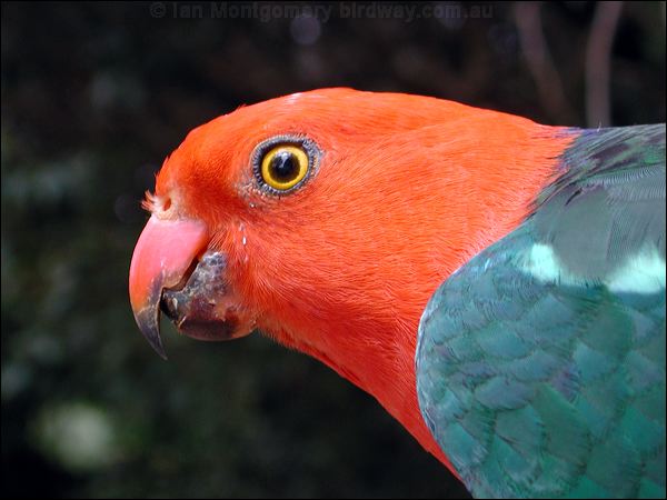 Australian King Parrot king_parrot_15307.jpg