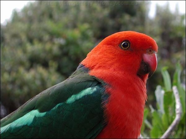 Australian King Parrot king_parrot_15338.jpg
