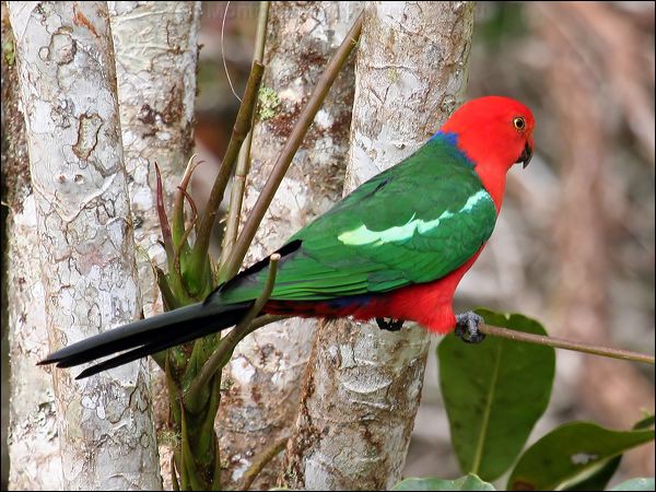 Australian King Parrot king_parrot_35993.psd