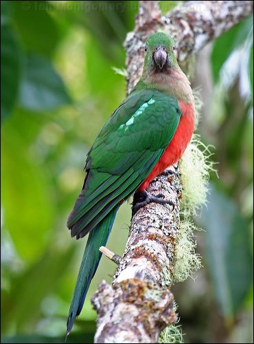 Australian King Parrot king_parrot_36041.jpg