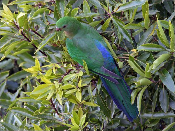 Australian King Parrot king_parrot_60246.psd