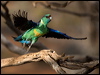 Click here to enter gallery and see photos of Australian Ringneck Parrot