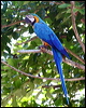 blue_n_yellow_macaw_21171