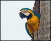blue_yellow_macaw_206251