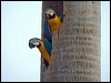 blue_yellow_macaw_206256