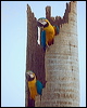 blue_yellow_macaw_206261