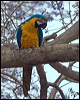 blue_yellow_macaw_206296