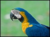 Click here to enter gallery and see photos of Blue and Yellow Macaw