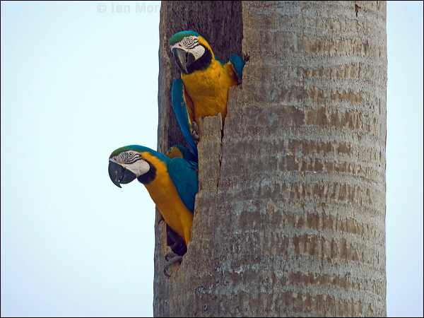 Blue and Yellow Macaw blue_yellow_macaw_206256.psd