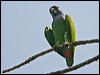 Click here to enter gallery and see photos of Blue-headed Parrot