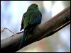 blue_winged_parrot_08873
