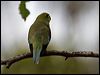 blue_winged_parrot_128722