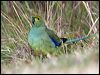 blue_winged_parrot_128742