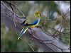 blue_winged_parrot_128750