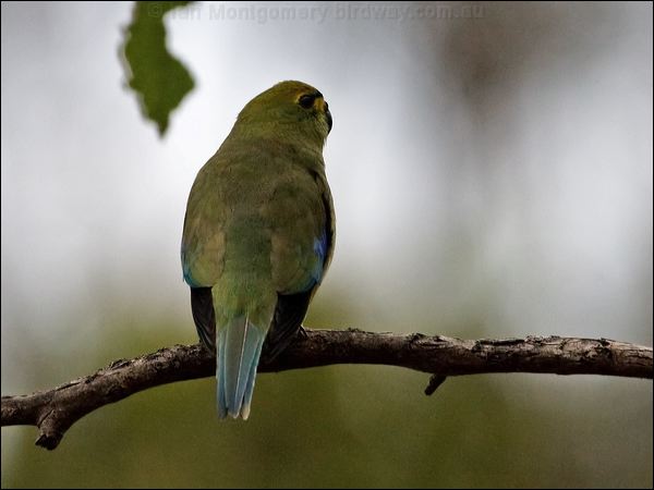 Blue-winged Parrot blue_winged_parrot_128722.psd
