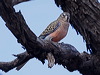Click here to enter gallery and see photos of Bourke's Parrot