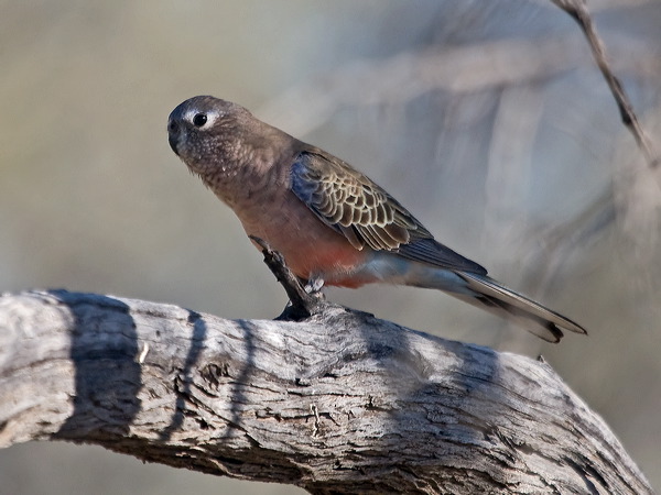 Bourke's Parrot bourkes_parrot_215000.psd