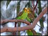 Click here to enter gallery and see photos of Budgerigar