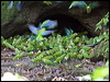 Click here to enter gallery and see photos of Cobalt-winged Parakeet