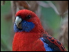 Click here to enter gallery and see photos of Crimson Rosella