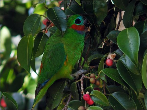 Double-eyed Fig-parrot doubleeyedfigparrot_14176.jpg