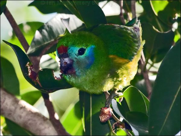 Double-eyed Fig-parrot doubleeyedfigparrot_167988.psd